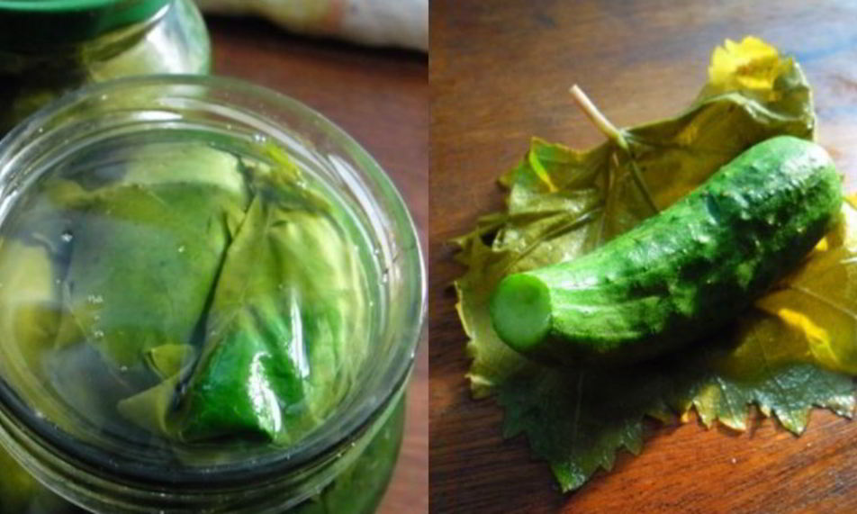 Рецепт малосольных огурцов в виноградных листьях