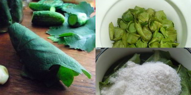 малосольные огурцы в виноградных листьях