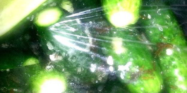 малосольные огурцы всухую