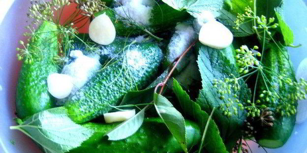 малосольные огурцы всухую