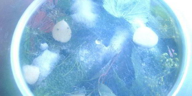 малосольные огурцы всухую