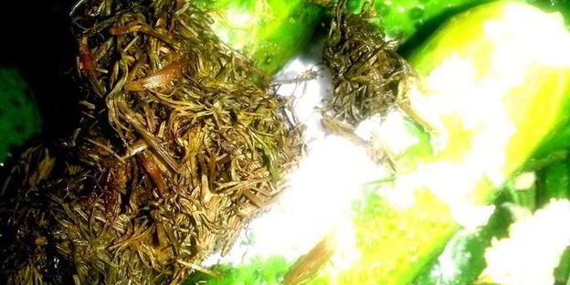 малосольные огурцы всухую