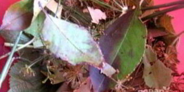 малосольные помидоры с чесноком и зеленью