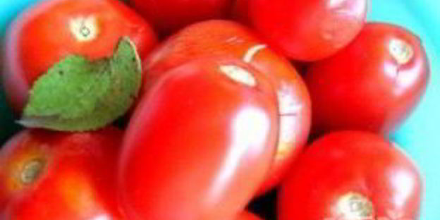 малосольные помидоры с чесноком и зеленью