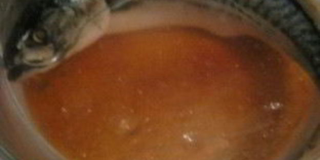 скумбрия домашняя малосольная