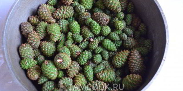 варенье из молодых сосновых шишек