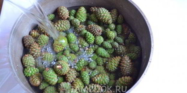 варенье из молодых сосновых шишек