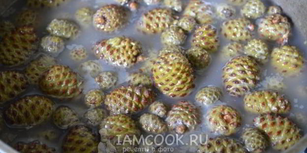 варенье из молодых сосновых шишек
