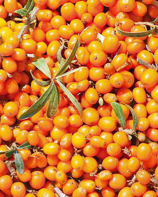 Варенье из облепихи