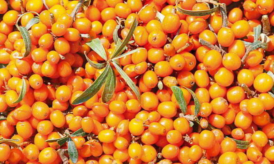 Рецепт варенья из облепихи