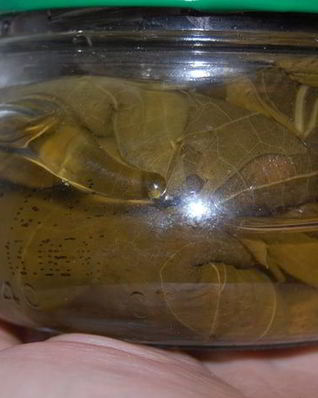 Заготовка виноградных листьев