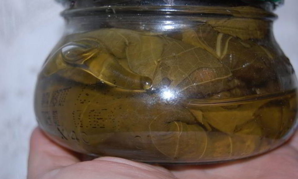 Рецепт заготовки виноградных листьев