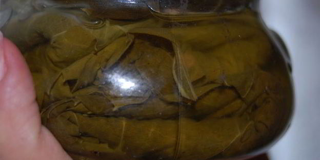 заготовка виноградных листьев