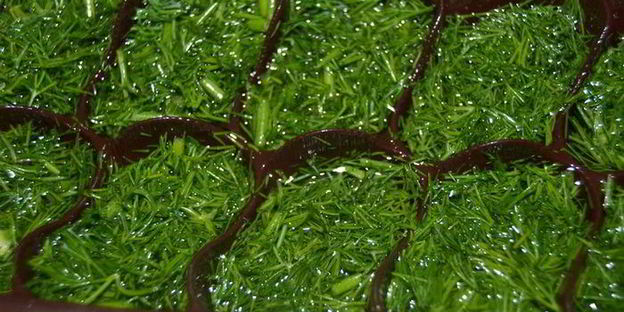 заготовка зелени на зиму