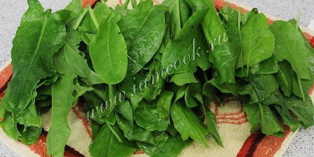 засолка щавеля на зиму