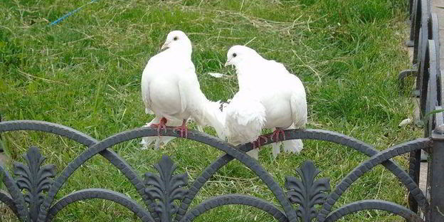 походный бутерброд