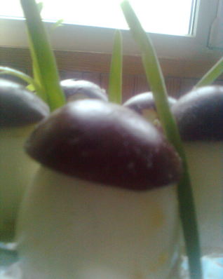 Фаршированые яйца с фаршем