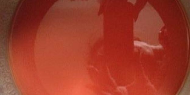 томатный холодец с белой рыбой