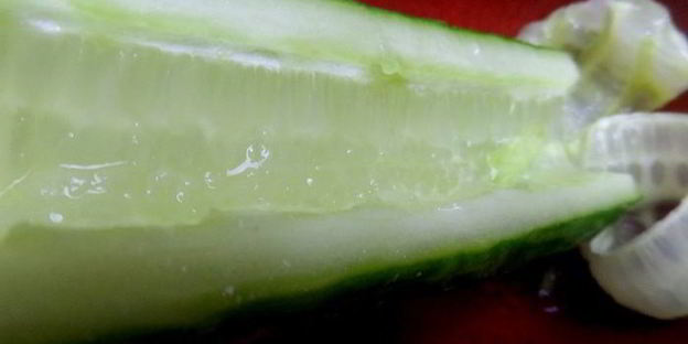 суши по-русски