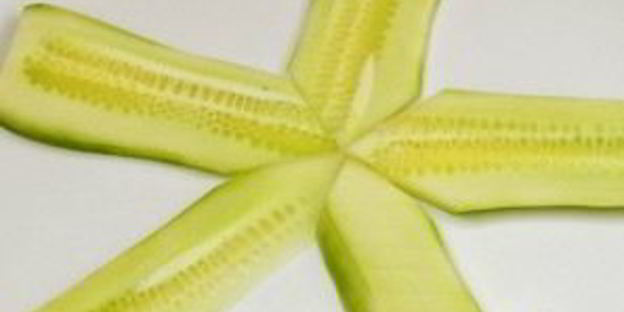 суши-торт морская звезда