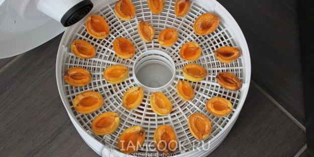 сушка абрикосов в электросушилке