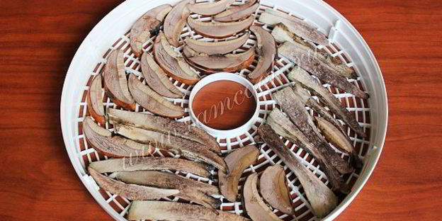 сушка грибов в сушилке