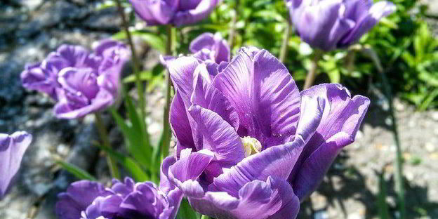 ревеневый тарт с ванильным пудингом и штройзелем