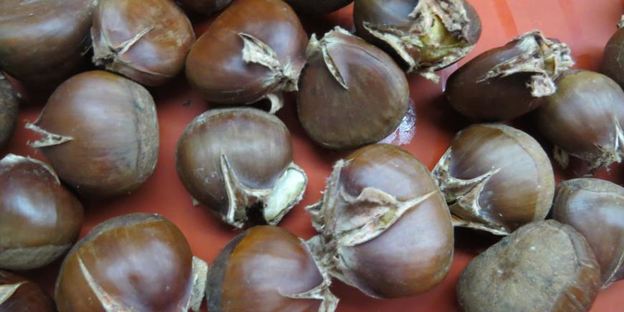 шоколадно-каштановый тарт