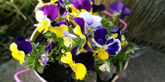 тарт с ревенем и сливочным кремом