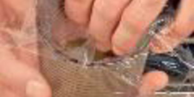 закуска из белой рыбы со свеклой