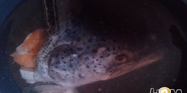 сильно рыбное заливное