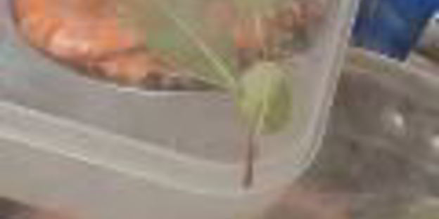 заливное из судака с креветками